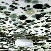 Mold Damage Insurance Claim Help