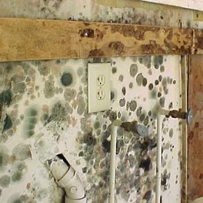 Mold Damage Insurance Claim Help