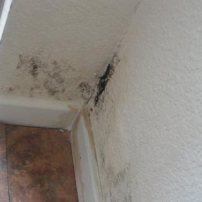 Mold Damage Insurance Claim Help